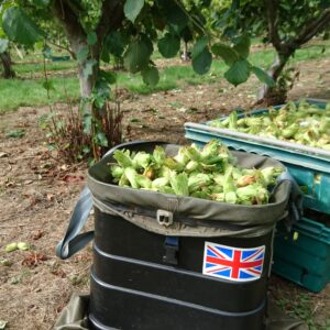 Kent Cobnuts in Union Jack hopper