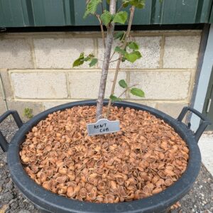 Cobnut Shells