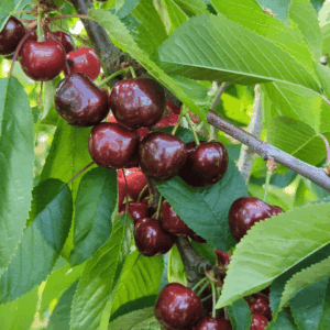 Fresh British Cherries 1.25Kg – 3Kg