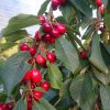 Roughway farm cherries 2016