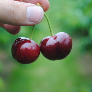 Pair of freshly picked cherries