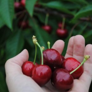 Fresh British Cherries 1.25Kg – 3Kg