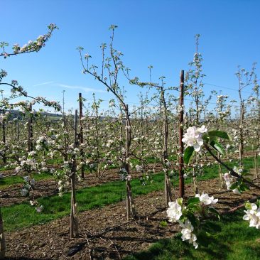 Apple blossom spring 2017