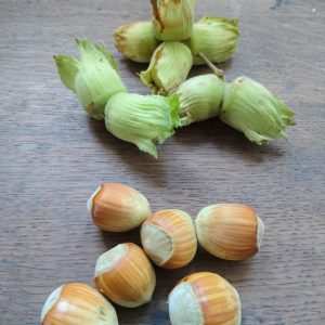 Ennis Cobnuts in green husk and just in shell
