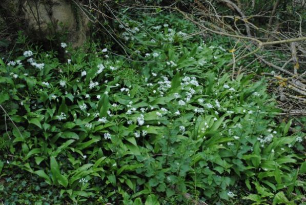 Patch of wild garlic at roughway farm