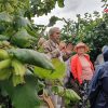 John Cannon showing cobnuts to RHS members