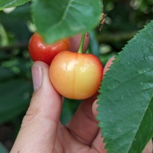 Fresh White Cherries – 3Kg
