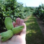 Holding a kentish cobnut in a cobnut orchard