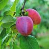 Kentish Plums from Roughway Farm, Plaxtol