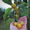 Handful of Cherry Plums / mirabelles