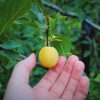A succulent cherry plum / mirabelle on the tree grown in Kent