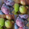 Late season plums Marjorie Seedling and top taste