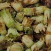 Close up of golden Kentish cobnuts from Roughway Farm