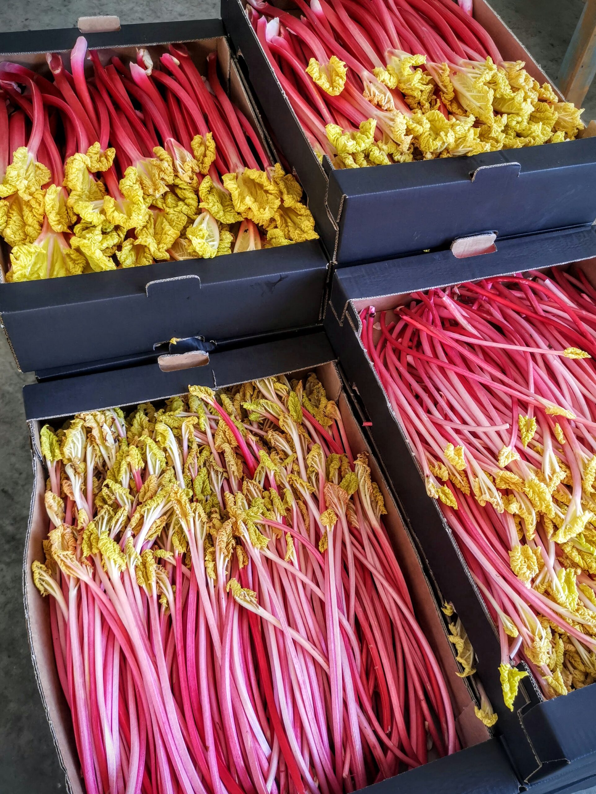 Lots of trays of pink forced rhubarb. Thicker rhubarb sticks to the rear and thinner to the front.