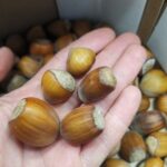 Handful of mixed varieity dehusked cobnuts