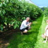 Father takes photo of daughter picking fresh Cherries from Kent