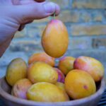 Delicious Maricot or Aprimira