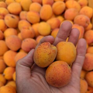 Fresh British Apricots 2Kg-10Kg