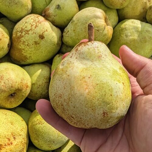 Comice Pear being held in fron of other comice pears at Roughway Farm