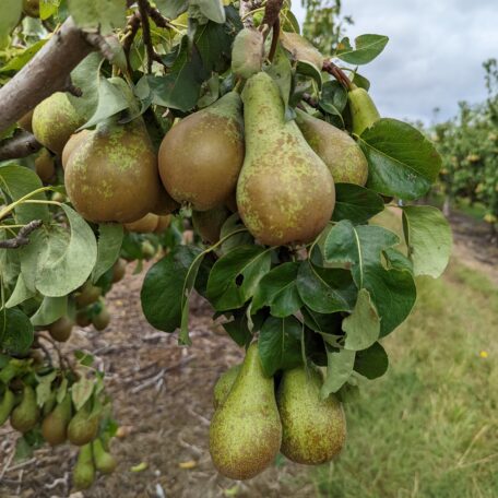 Conference Pears on the tree