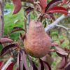 Roughway Farm Trial Variety Red Pear