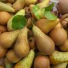 Roughway Farm a mix of Conference Pears