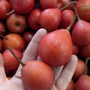 Fresh British Pears 4Kg – 9Kg