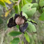 British Walnut grown at Roughway Farm